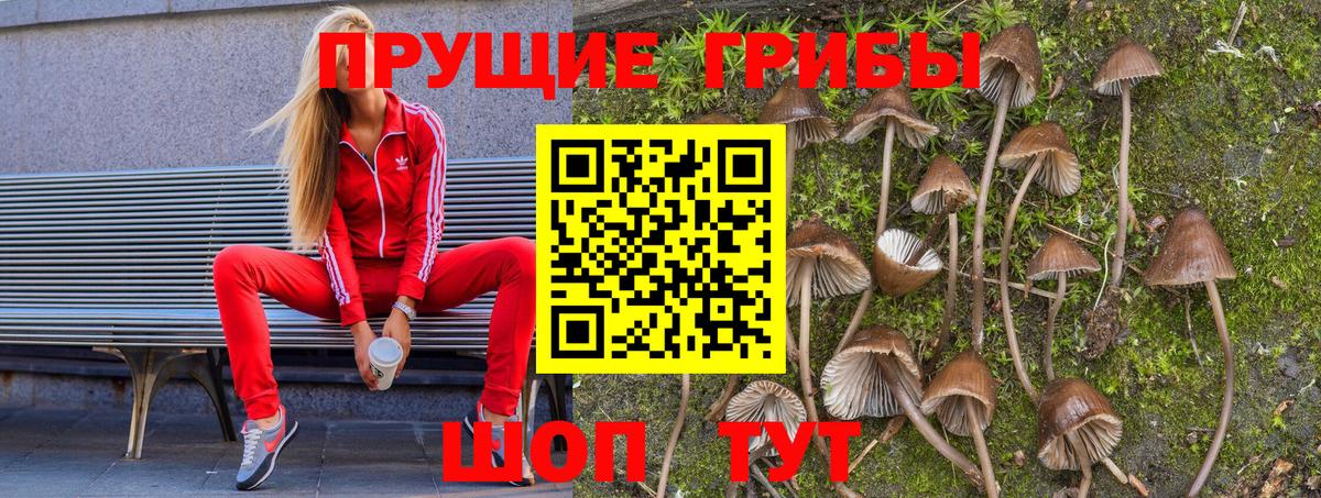 Псилоцибиновые грибы MAGIC MUSHROOMS  Вход с VPN  Горно-Алтайск 