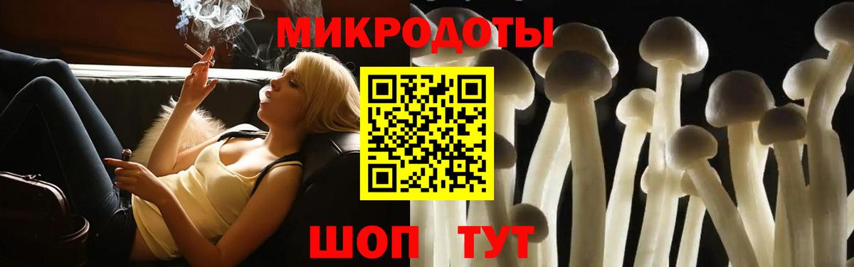 Псилоцибиновые грибы Psilocybe Горно-Алтайск